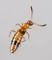 Apalonia seticornis - photo 4