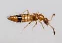 Apalonia seticornis - photo 5