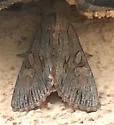 Apamea acera - Hodges#9338