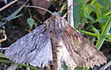Apamea acera - Hodges#9338 - photo 2