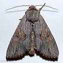 Apamea acera - Hodges#9338 - photo 3