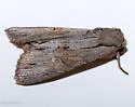 Apamea acera - Hodges#9338 - photo 4