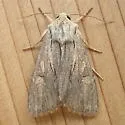 Apamea acera - Hodges#9338 - photo 5