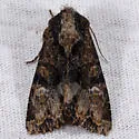 Apamea albina - Hodges#9347