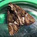 Apamea albina - Hodges#9347 - photo 2