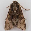 Apamea albina - Hodges#9347 - photo 4
