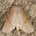 Apamea alia - Hodges#9351
