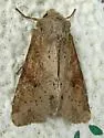 Apamea alia - Hodges#9351 - photo 2