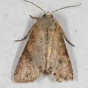Apamea alia - Hodges#9351 - photo 3