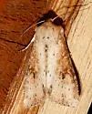 Apamea alia - Hodges#9351 - photo 4