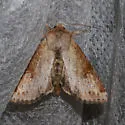 Apamea alia - Hodges#9351 - photo 5