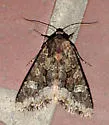 Yellow-headed Cutworm - Hodges#9348