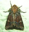 Yellow-headed Cutworm - Hodges#9348 - photo 2