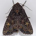 Yellow-headed Cutworm - Hodges#9348 - photo 3