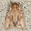 Apamea antennata - Hodges#9334