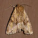 Apamea antennata - Hodges#9334 - photo 2