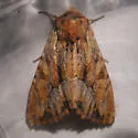 Apamea antennata - Hodges#9334 - photo 3