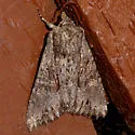 Apamea antennata - Hodges#9334 - photo 4