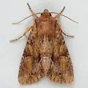 Apamea antennata - Hodges#9334 - photo 5
