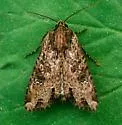 Rice Worm Moth - Hodges#9343