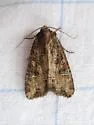 Rice Worm Moth - Hodges#9343 - photo 2