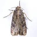 Rice Worm Moth - Hodges#9343 - photo 3