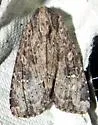 Rice Worm Moth - Hodges#9343 - photo 5