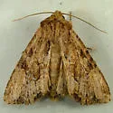 Apamea atriclava - Hodges#9333.1