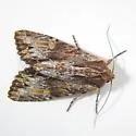 Apamea atrosuffusa - Hodges#9336