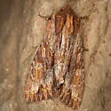 Apamea atrosuffusa - Hodges#9336 - photo 2