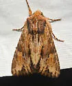 Apamea atrosuffusa - Hodges#9336 - photo 3