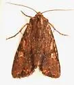 Apamea atrosuffusa - Hodges#9336 - photo 4
