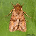 Apamea atrosuffusa - Hodges#9336 - photo 5
