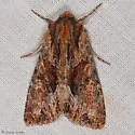 Apamea auranticolor - Hodges#9339