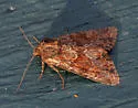 Apamea auranticolor - Hodges#9339 - photo 4