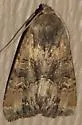 Apamea burgessi - Hodges#9378