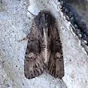 Apamea burgessi - Hodges#9378 - photo 2