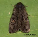 Apamea burgessi - Hodges#9378 - photo 3