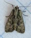 Apamea cariosa - Hodges#9329 - photo 2
