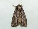 Apamea cariosa - Hodges#9329 - photo 3