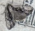 Apamea cariosa - Hodges#9329 - photo 4