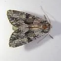 Apamea centralis - Hodges#9354