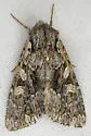 Apamea centralis - Hodges#9354 - photo 2
