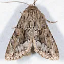 Apamea cinefacta - Hodges#9357