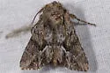 Apamea cinefacta - Hodges#9357 - photo 2