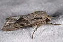 Apamea cinefacta - Hodges#9357 - photo 3