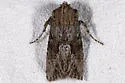 Apamea cinefacta - Hodges#9357 - photo 4
