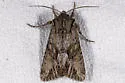 Apamea cinefacta - Hodges#9357 - photo 5