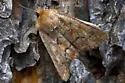 Northern Banded Quaker - Hodges#9394 - photo 3