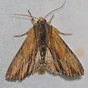 Apamea cuculliformis - Hodges#9325